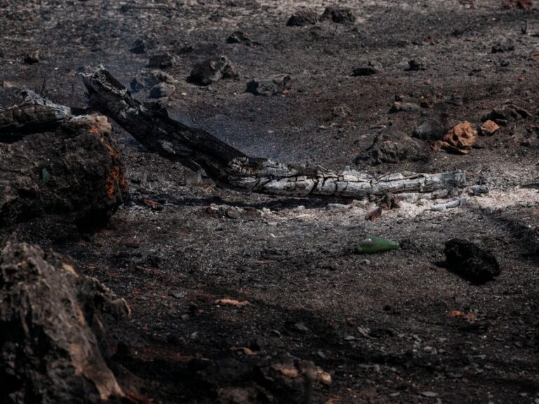 Incendi: “Con il caldo e la siccità i boschi sono in pericolo. Serve più prevenzione”