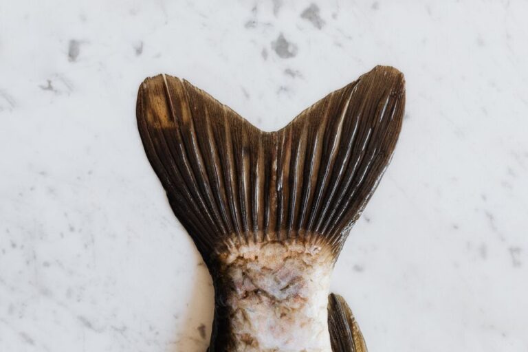 La frollatura del pesce, raffinata e complessa è la nuova tendenza gourmet
